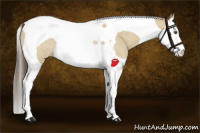 Horse Color:Classic Cream Champagne Roan Dun Splash Tobiano Rabicano