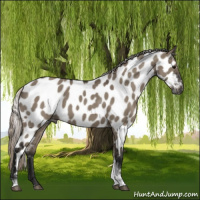 Horse Color:Gray Silver Grullo Tobiano Near Leopard 