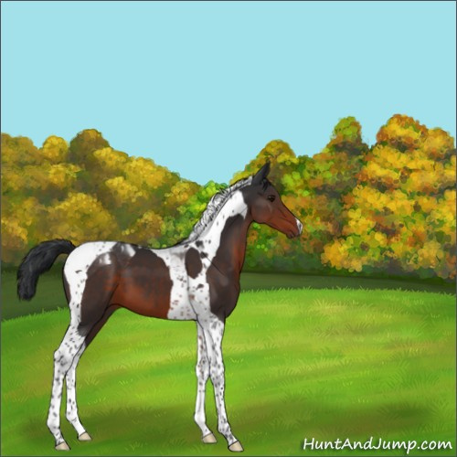 Horse Color:Brown Tobiano 