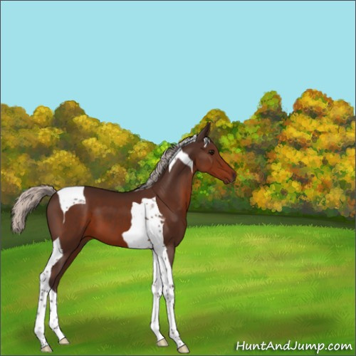 Horse Color:Silver Brown Tobiano 