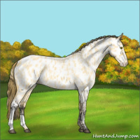 Horse Color:Palomino Roan Dun Near Leopard  and Buckskin Roan Dun Near Leopard 