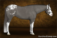 Horse Color:Grullo Sabino Splash Appaloosa 