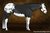 Horse Color:Gray Black Splash Appaloosa