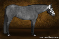 Horse Color:Gray Blue Roan 