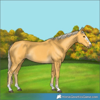 Horse Color:Palomino Rabicano 