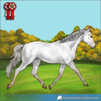 Horse Color:Gray Palomino Roan Appaloosa Rabicano 