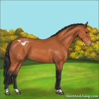 Horse Color:Bay Appaloosa 