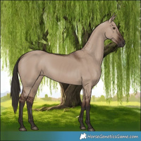 Horse Color:Liver Red Dun 