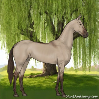 Horse Color:Liver Red Dun 