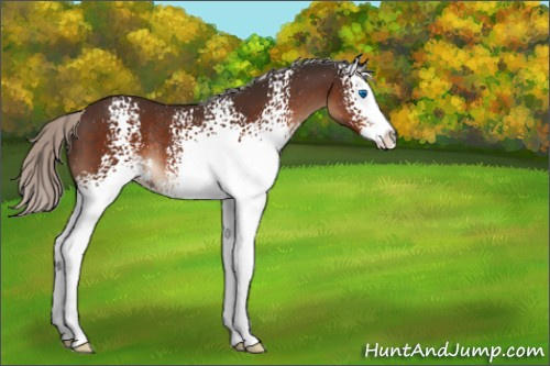 Horse Color:Unknown 