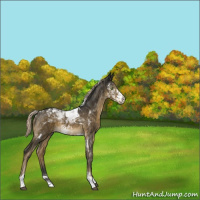 Horse Color:White Spotted Chocolate Palomino Tobiano 