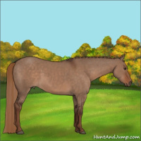 Horse Color:Liver Red Dun 