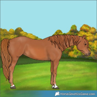 Horse Color:Chestnut 
