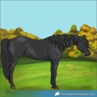 Horse Color:Black 