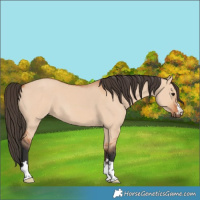 Horse Color:Bay Dun 