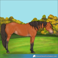 Horse Color:Bay 