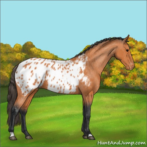 Horse Color:Bay Appaloosa 