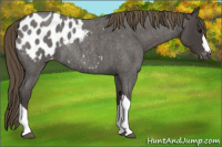 Horse Color:Smoky Blue Roan Appaloosa