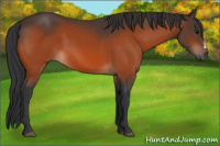 Horse Color:Bay 