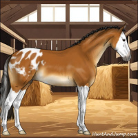 Horse Color:Gray Buckskin Splash Blanket 