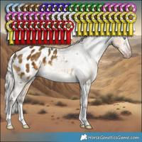 Horse Color:Gray White Spotted Silver Sable Cream Champagne Splash Appaloosa