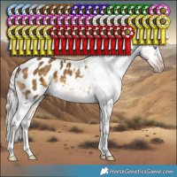 Horse Color:Gray White Spotted Silver Sable Cream Champagne Splash Appaloosa 