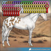 Horse Color:Gray White Spotted Silver Sable Cream Champagne Splash Appaloosa 