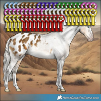 Horse Color:Gray White Spotted Silver Sable Cream Champagne Splash Appaloosa