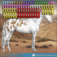 Horse Color:Gray White Spotted Silver Sable Cream Champagne Splash Appaloosa