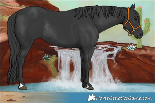 Horse Color:Black Rabicano 