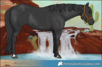 Horse Color:Black Rabicano 