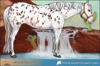 Horse Color:Bay Appaloosa Rabicano