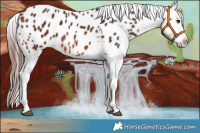 Horse Color:Bay Appaloosa Rabicano 