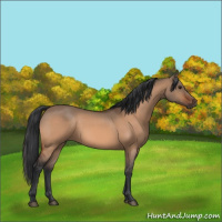 Horse Color:Bay Dun 