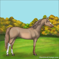 Horse Color:Red Dun 