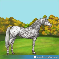 Horse Color:Liver Chestnut Mushroom Appaloosa 
