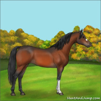 Horse Color:Bay 