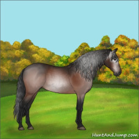 Horse Color:Gray Bay 
