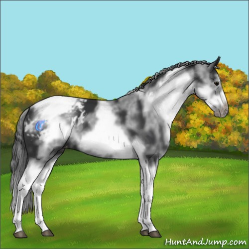 Horse Color:White Spotted Black Splash Tobiano Frame Appaloosa 