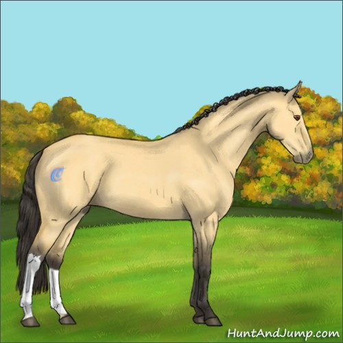 Horse Color:Buckskin Dun 