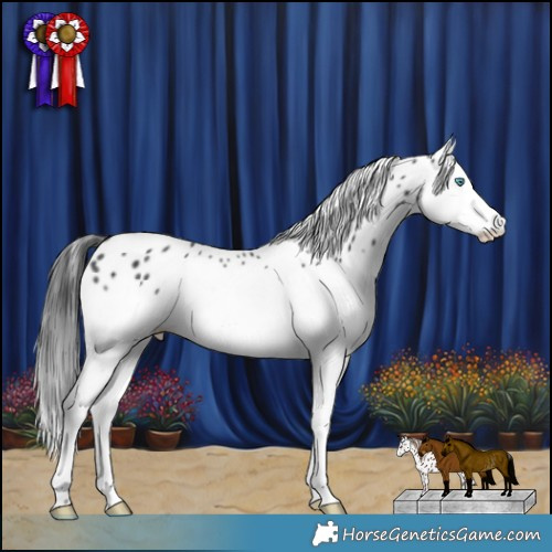 Horse Color:Black Splash Appaloosa Rabicano 