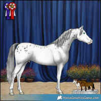 Horse Color:Black Splash Leopard Rabicano 