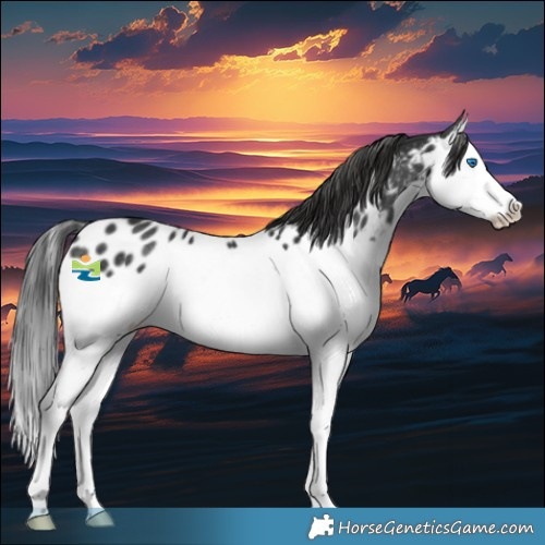 Horse Color:Black Splash Appaloosa Rabicano 