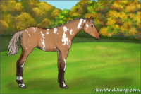 Horse Color:Gray White Spotted Silver Bay Dun 