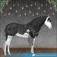Horse Color:Black Splash 