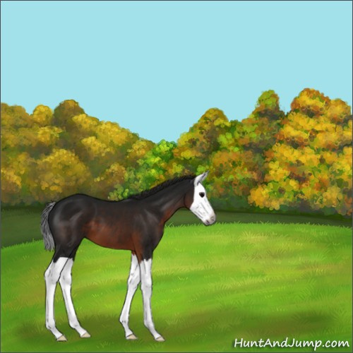 Horse Color:Gray Brown Splash 