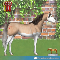 Horse Color:Amber Champagne Splash Rabicano 