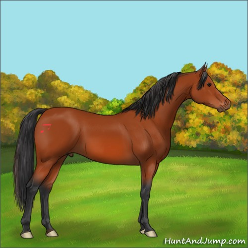 Horse Color:Bay 