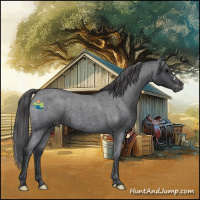 Horse Color:Blue Roan Appaloosa 