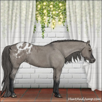 Horse Color:Grullo Appaloosa 